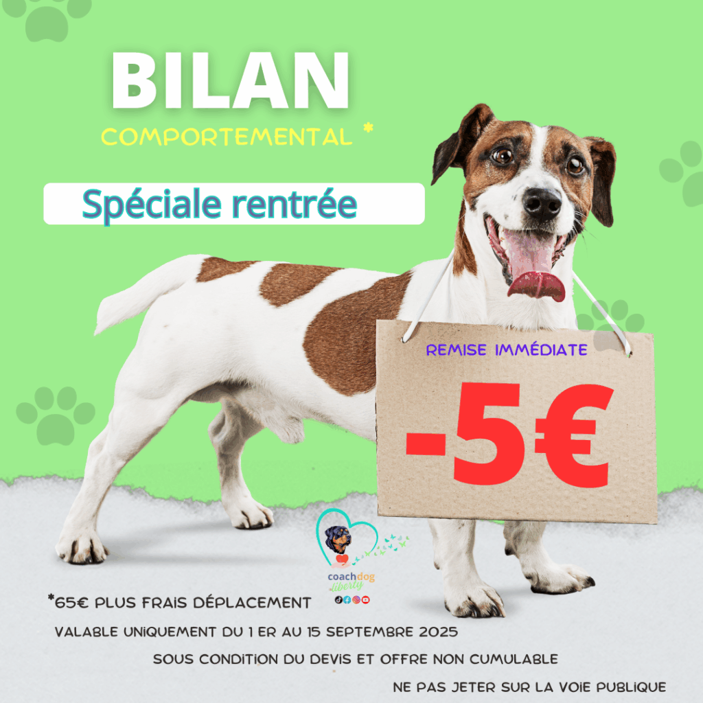Une méthode unique : bienveillance, cohérence et résultats durables pour votre duo. Alliez compréhension du comportement et équilibre intérieur pour une relation harmonieuse.